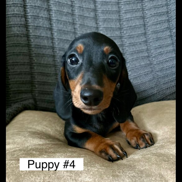 Dachshund (Standard &amp; Miniature) - Dogs