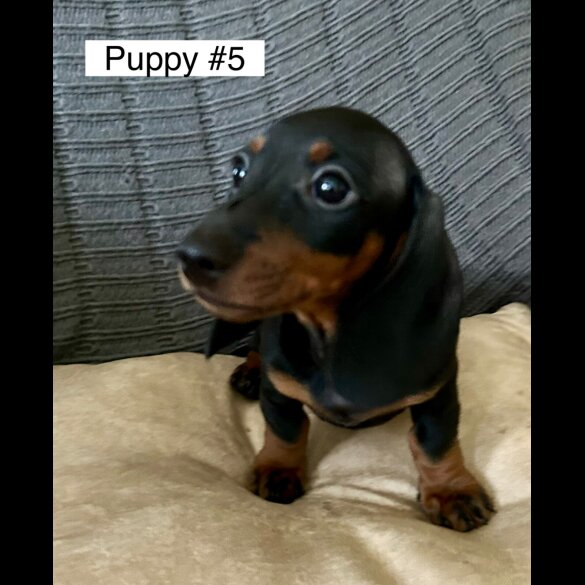 Dachshund (Standard &amp; Miniature) - Dogs