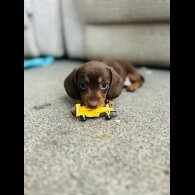 Dachshund (Smooth Haired) - Bitches