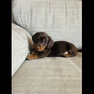 Dachshund (Smooth Haired) - Bitches