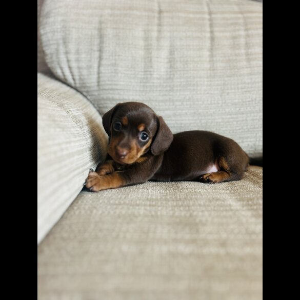 Dachshund (Smooth Haired) - Bitches