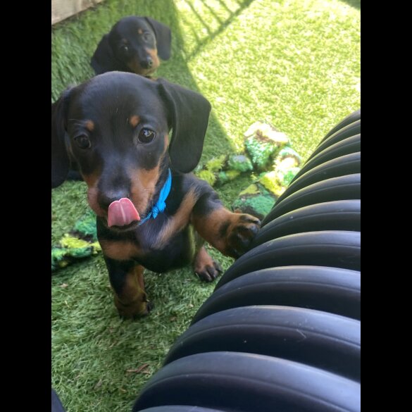 Dachshund (Smooth Haired) - Both