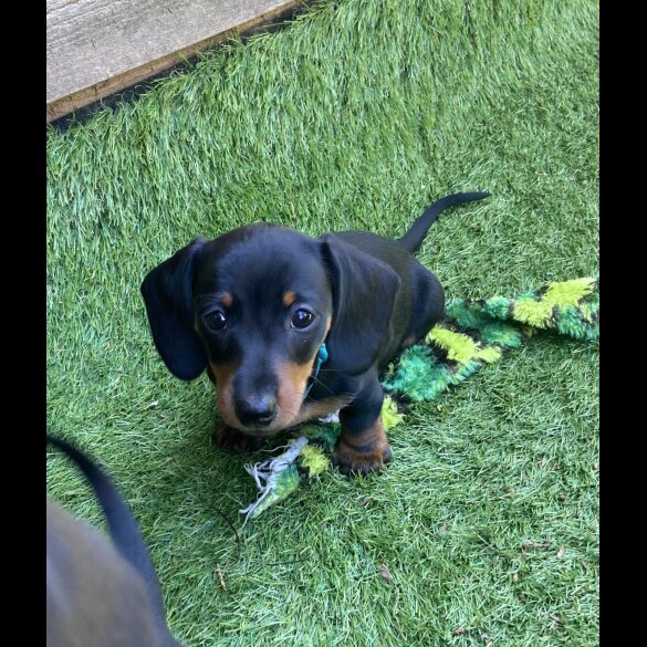 Dachshund (Smooth Haired) - Both