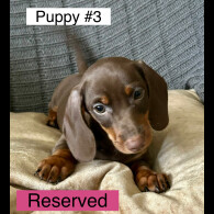 Dachshund (Standard &amp; Miniature) - Dogs