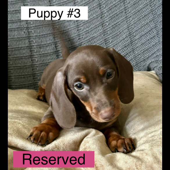 Dachshund (Standard &amp; Miniature) - Dogs