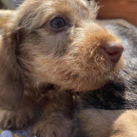 Dachshund (Standard &amp; Miniature) - Dogs