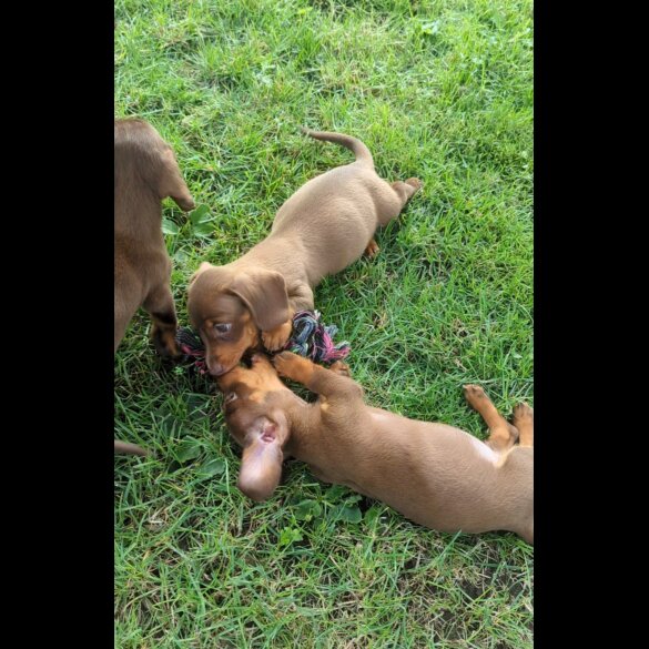 Dachshund (Smooth Haired) - Both
