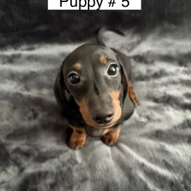 Dachshund (Standard &amp; Miniature) - Dogs