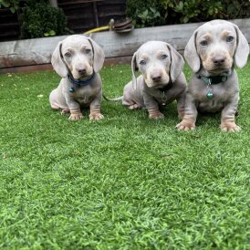 Dachshund (Standard &amp; Miniature) - Both