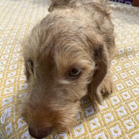Dachshund (Standard &amp; Miniature) - Dogs