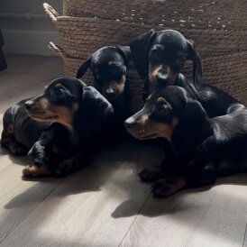Dachshund (Standard &amp; Miniature) - Both