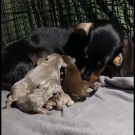 Dachshund (Smooth Haired) - Both