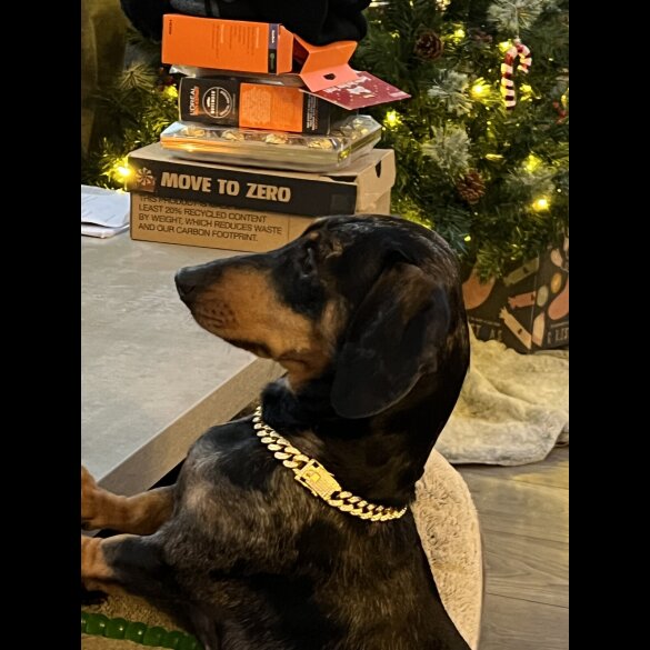 Dachshund (Standard &amp; Miniature) - Both