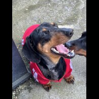 Dachshund (Standard &amp; Miniature) - Both