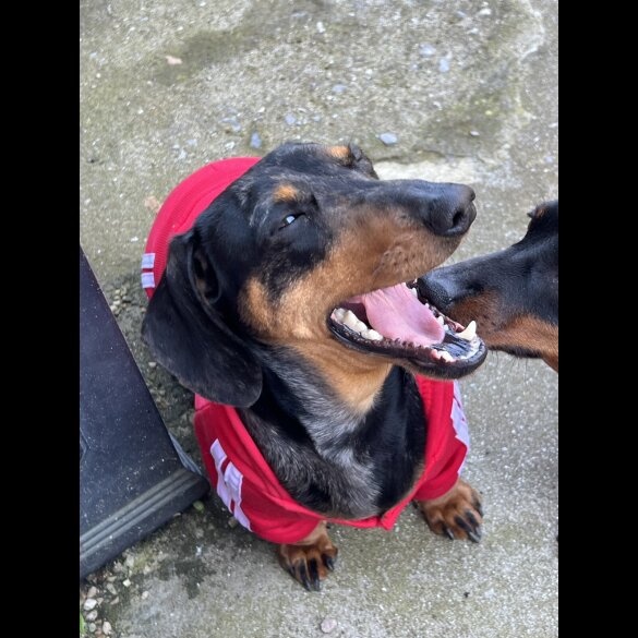 Dachshund (Standard &amp; Miniature) - Both