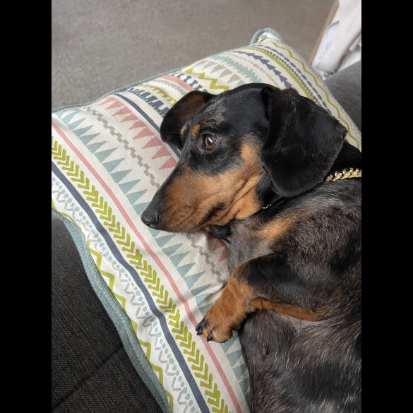Dachshund (Standard &amp; Miniature) - Both