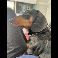 Dachshund (Standard &amp; Miniature) - Both
