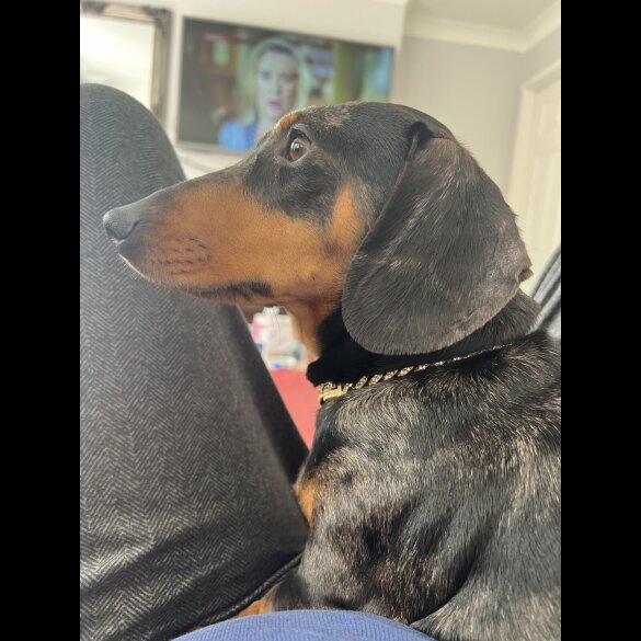 Dachshund (Standard &amp; Miniature) - Both
