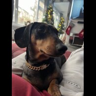 Dachshund (Standard &amp; Miniature) - Both