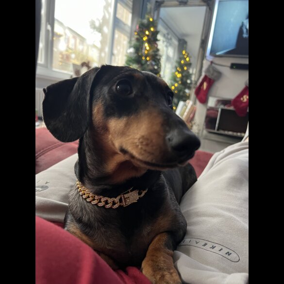 Dachshund (Standard &amp; Miniature) - Both