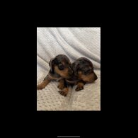 Dachshund (Standard &amp; Miniature) - Both