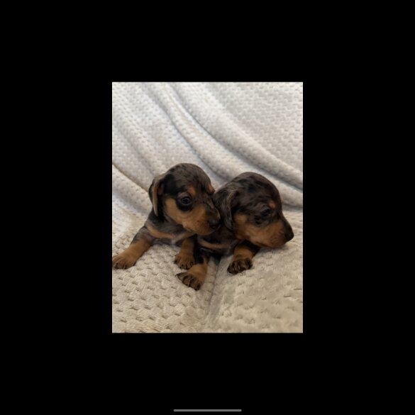 Dachshund (Standard &amp; Miniature) - Both