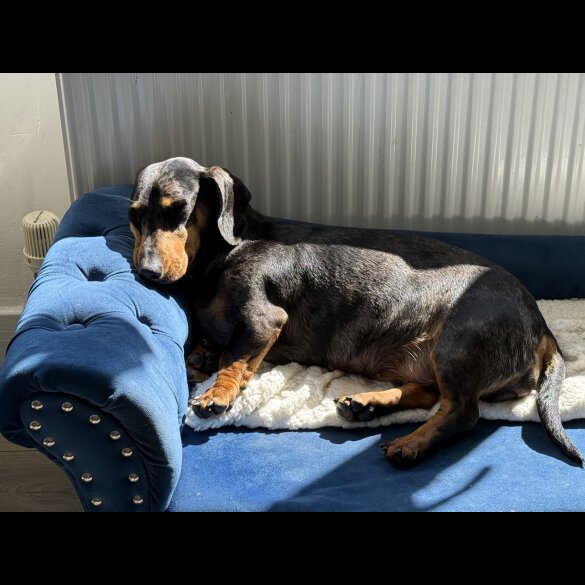 Dachshund (Standard &amp; Miniature) - Both