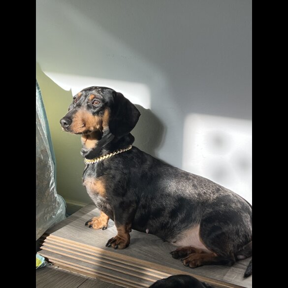 Dachshund (Standard &amp; Miniature) - Both