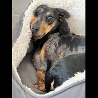 Dachshund (Standard &amp; Miniature) - Both