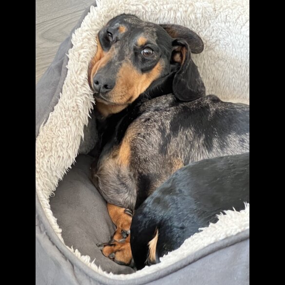 Dachshund (Standard &amp; Miniature) - Both