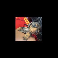 Dachshund (Standard &amp; Miniature) - Both