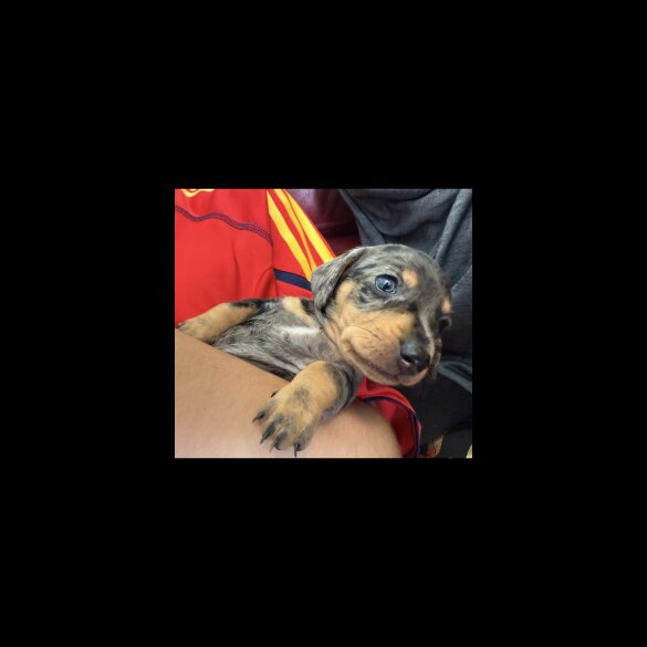 Dachshund (Standard &amp; Miniature) - Both