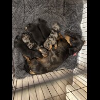 Dachshund (Standard &amp; Miniature) - Both