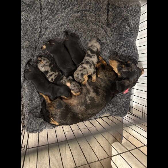 Dachshund (Standard &amp; Miniature) - Both