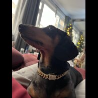 Dachshund (Standard &amp; Miniature) - Both