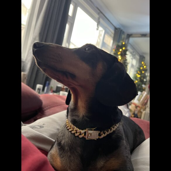 Dachshund (Standard &amp; Miniature) - Both
