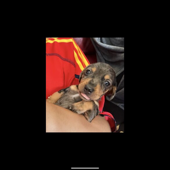 Dachshund (Standard &amp; Miniature) - Both