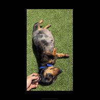 Dachshund (Standard &amp; Miniature) - Both