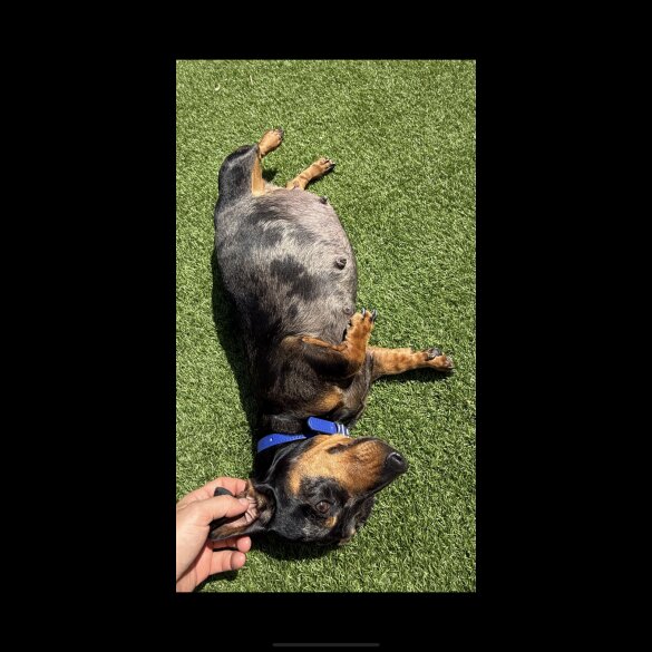 Dachshund (Standard &amp; Miniature) - Both