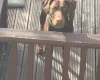 Doberman
