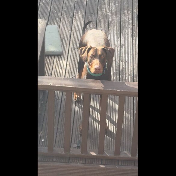 Doberman