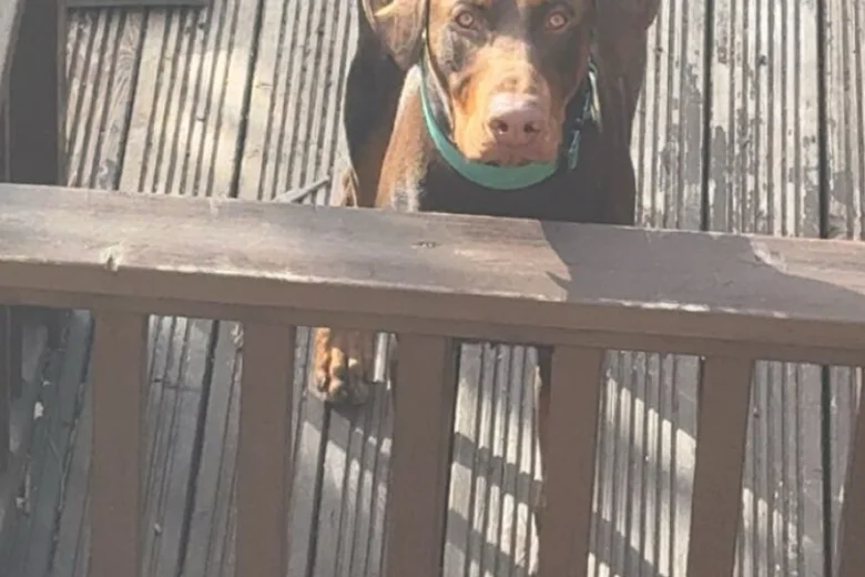 Doberman