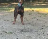 Doberman
