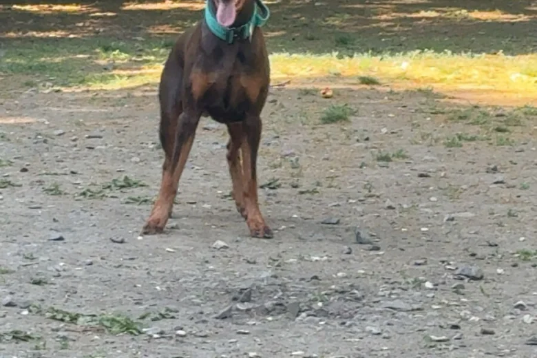 Doberman