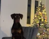 Doberman
