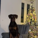 Doberman