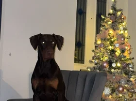 Doberman