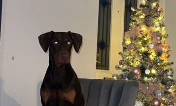 Doberman