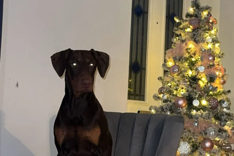 Doberman