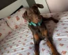 Doberman